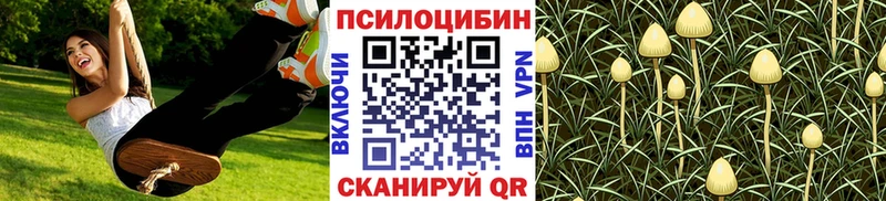 Псилоцибиновые грибы Cubensis  блэк спрут зеркало  Нерчинск  закладки 